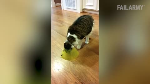 Hilarious Cat Pranks -- FailArmy