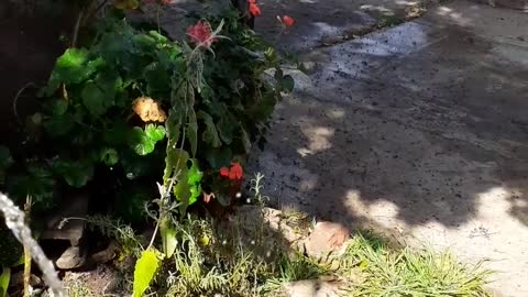 Hummingbird Comes By For A Bath