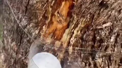 Getting Drinking Water From a Tree 🌳