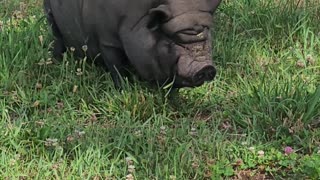 Friendly Pig at Animal Rescue League of Berks County
