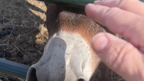 Donkey Excited About Owner's Return