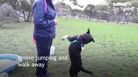 Dog training tips tricks 💪😀 🐶🐕