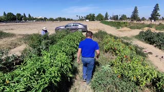 KaraBand Siong Strawberry Farm Fresno 2023