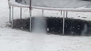 Snow Loving Doggo Bounces on Trampoline