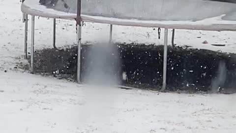 Snow Loving Doggo Bounces on Trampoline