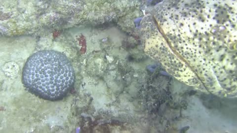 Say Hi to your friendly Goliath Grouper "Buddy"