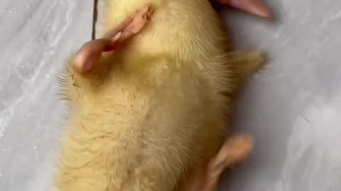 The duckling fell to the ground and couldn't get up | Duck videos |Animal Videos