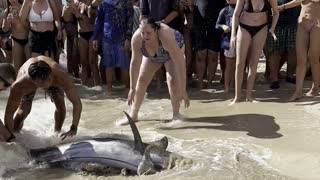 Marlin Swims to Shore and Beaches Itself