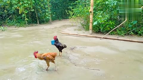 Local Roosters Fight 🐓 👌 ♥️