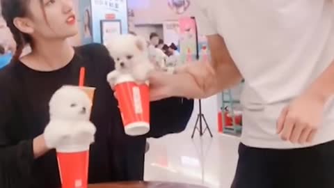 Cute Pomeranian puppies videos Want to exchange with coffee? Funny dog videos