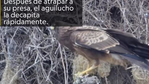 Impactante video muestra a un aguilucho decapitando a su presa