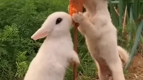 Friendship of beautiful ❤️ Animals