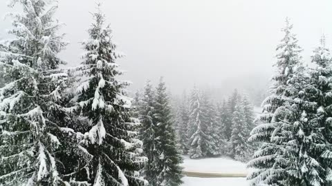 Snowing in a foggy forest, slow motion