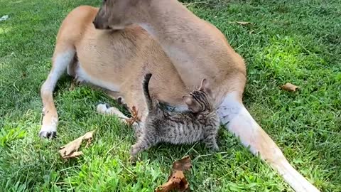 Kitten Receiving Loves from Buttons the Deer