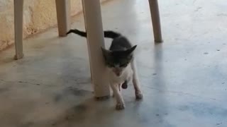 Buscan ayuda para gatito que recibió machetazo en una de sus patas en Bucaramanga