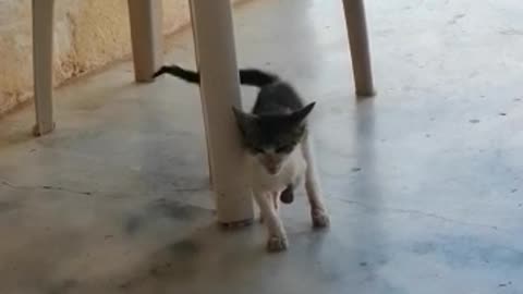 Buscan ayuda para gatito que recibió machetazo en una de sus patas en Bucaramanga