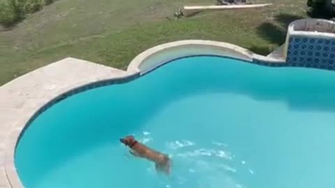 DOG DIVES IN A POOL