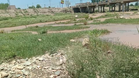 Village Nature in Summer after Rain