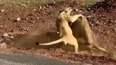 Lion fights