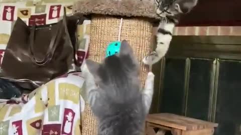 This is a cat masti time full funny video🤣🤣🤣😂😂🐱🐱🐱🐱