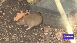 Cats Are Curtailing Chicago's Rat Problem