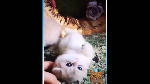 Best time with cute animals | Very Funny Cat