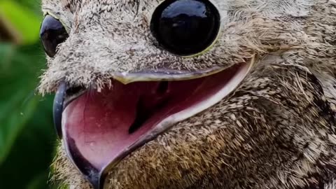 Scary or Cute? You decide! Ghost Bird - Great Potoo #shorts❤️❤️❤️💚