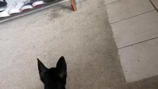 Gato evita el ataque de un perro con un salto increíble