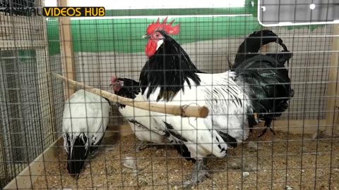 Top 10 Best Beautiful Rooster Chickens | Fancy Hens | Animal Videos Hub