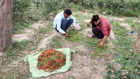 Daily Activities Of Rural Village People [] Village Life Style In India UP [] Farmer Life India