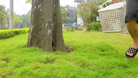 Cute kittens go for a picnic