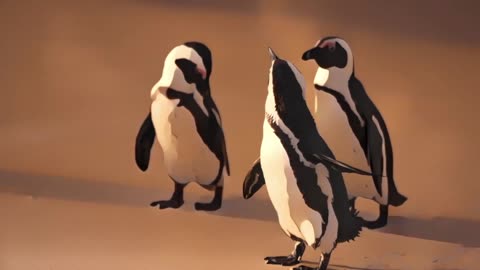 2 HOURS of Funny Penguins