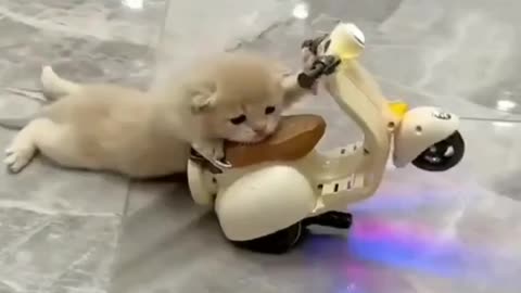 Cute cat riding scooter 😍😂