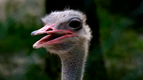Bird Ostrich Head Animal Flightless Bird Eyes
