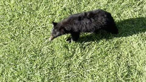 Black Bear Lies Back for Belly Scratch
