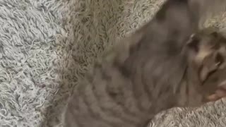 Cute Cats Playing #43 - Cute Cats