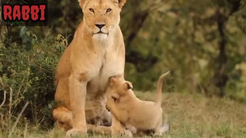 Best funny and Sweet baby Tiger And Lion Video