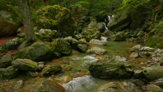 4K Forest Stream: Relaxing River Sounds