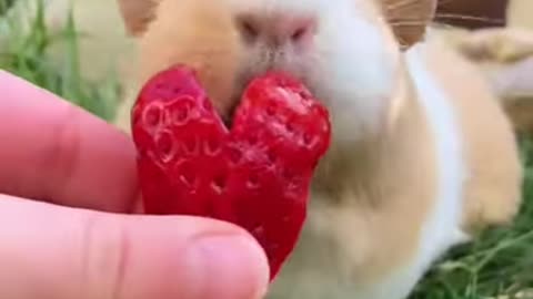 😍Cute Bunny😂 OMG😍 Rabbits Doing Funny Things 😂 Cutest Pets 😃