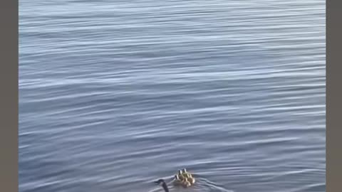 Ducklings jumping and swimming