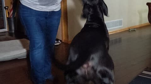 Great Dane after a bath