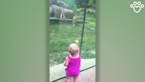 Lion Tries To Pounce On Little Girl But Slams Into Glass