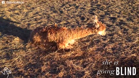 Littlest Alpaca Grows Strong In Fabulous Outfits