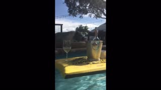 Ginger the Mini Pig falls in the pool