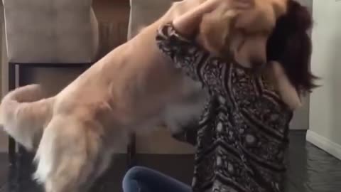 Cute Dogs getting a hug by their owners animals compilation