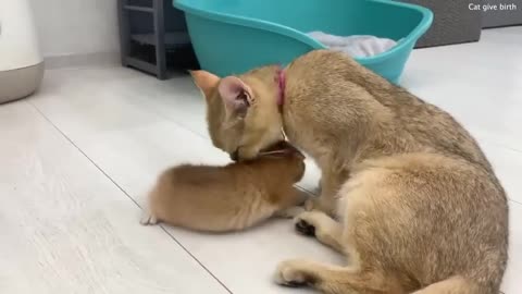 Mother cat carries a kitten in her teeth and takes care of him - compilation