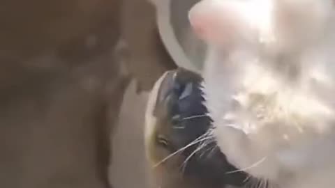 Cat vs fish