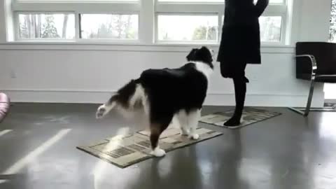 Dog Yoga