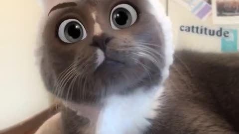 Funny cat reaction #cat #faceswitch #instagram