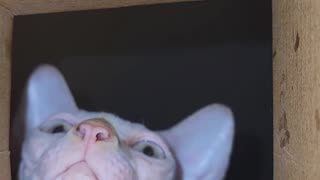 Sphynx Cat Reaches Into Box